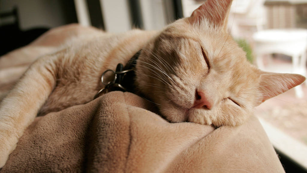 Retrouver le sommeil, une affaire de santé publique