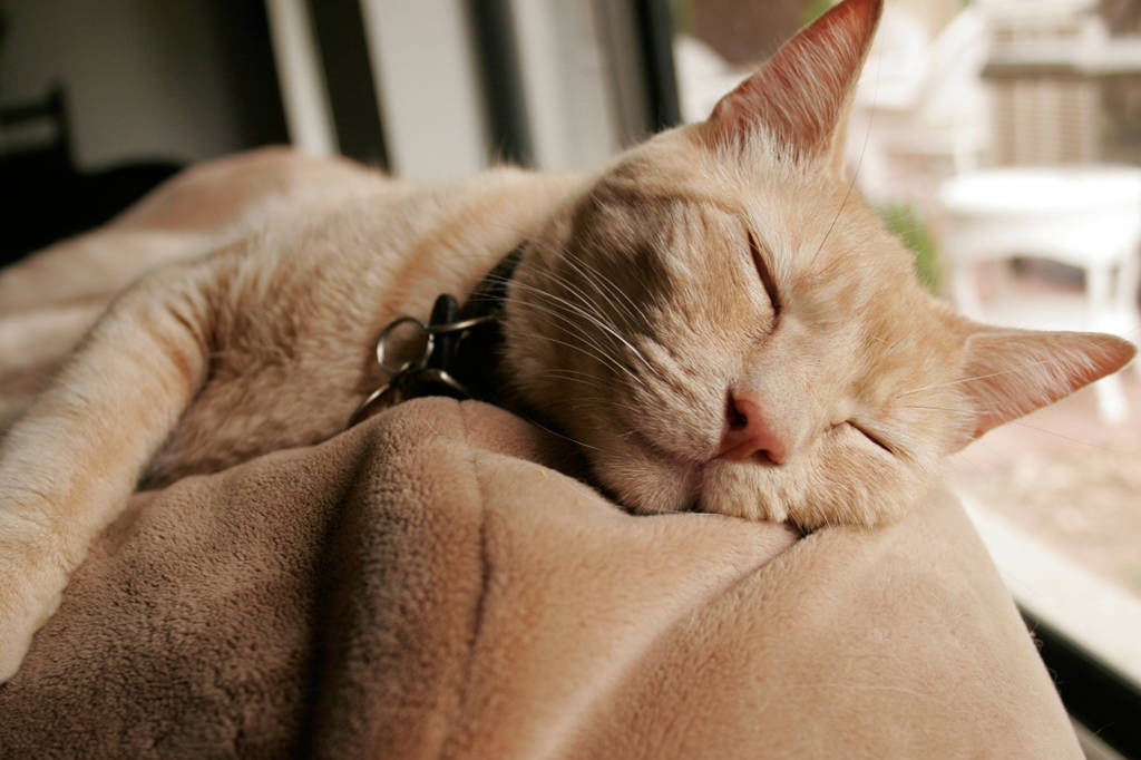 Retrouver le sommeil, une affaire de santé publique