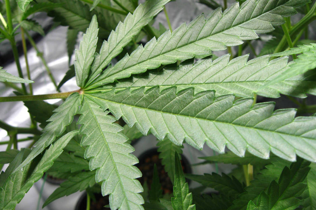 Cannabis et consommation : quel impact sur la santé ? Interdire ou légaliser le cannabis ?