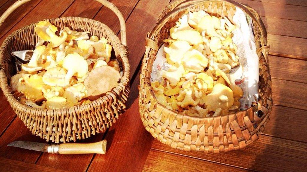 Cueillir les champignons, conseils de prudence