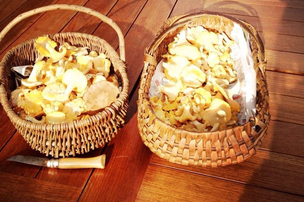 Cueillir les champignons, conseils de prudence