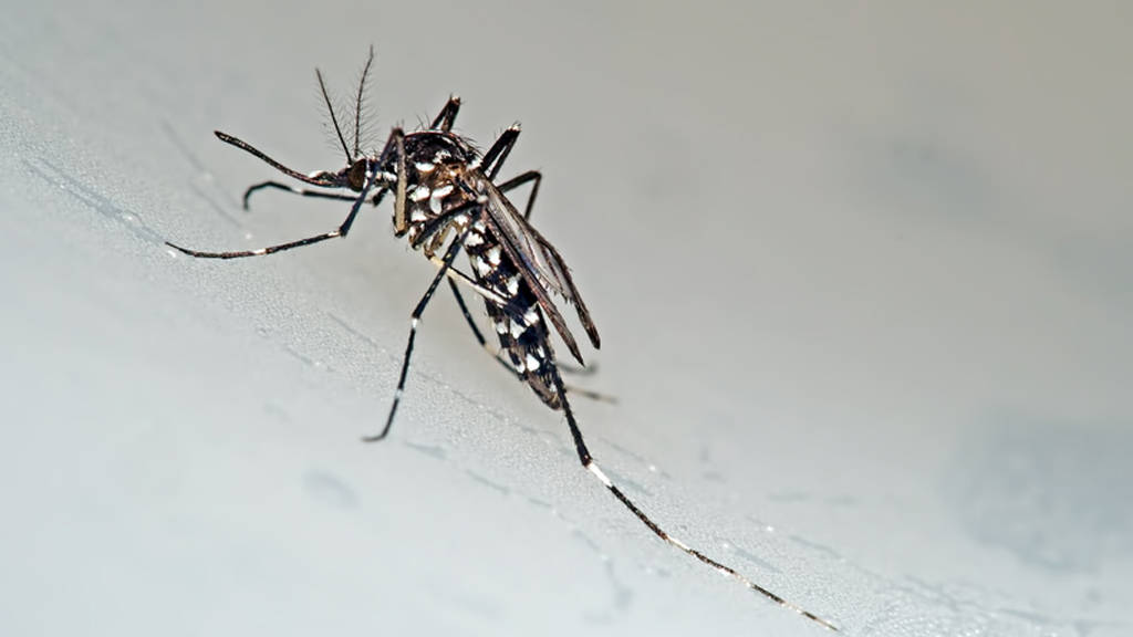 Moustique tigre : Chikungunya, dengue et zika