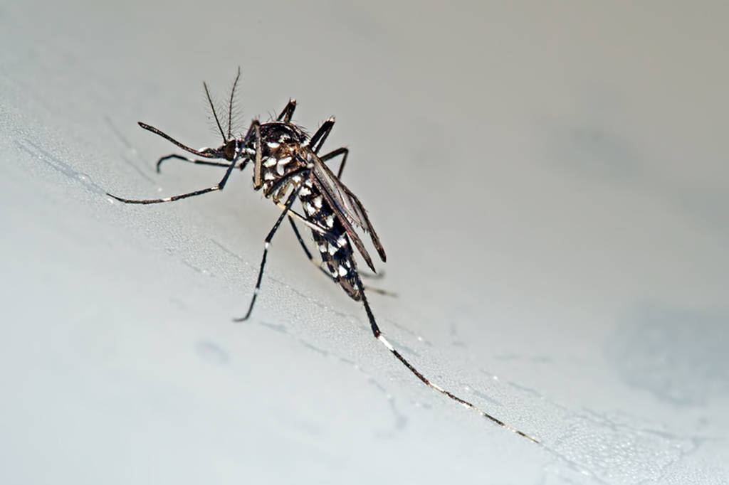 Moustique tigre : Chikungunya, dengue et zika