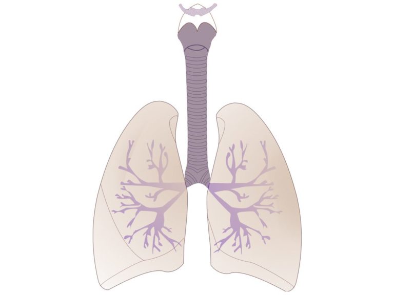 Fiche explicative de la leçon : Système respiratoire humain